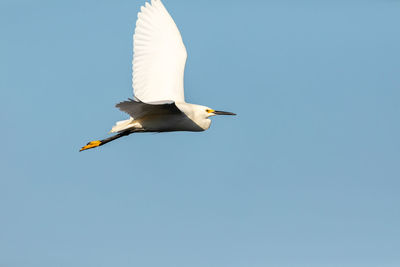 Great white egret ardea alba bird flying across a blue sky in sarasota, florida