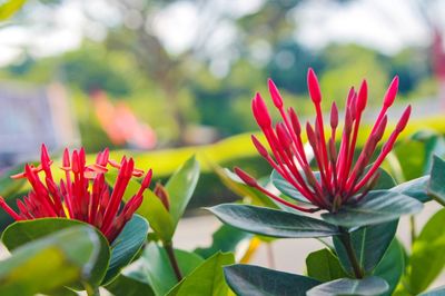 Close-up of red flowering plant