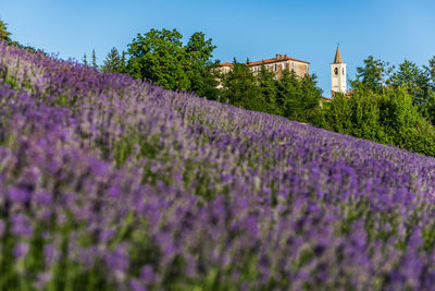 Purple flowering plants on field against sky