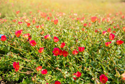 Close-up of pink flowering plants on field