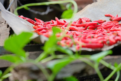 Close-up of red berries on plant