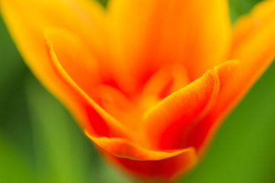 Macro shot of yellow flower