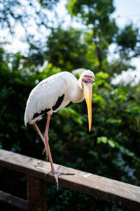 Close-up of bird perching on a tree