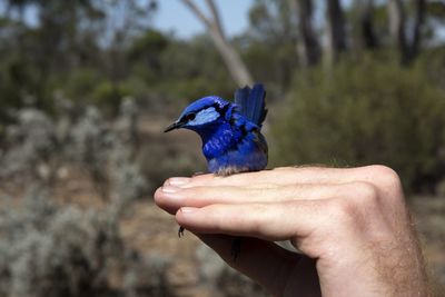 Close-up of hand holding bird