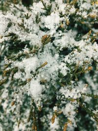 Close-up of frozen tree
