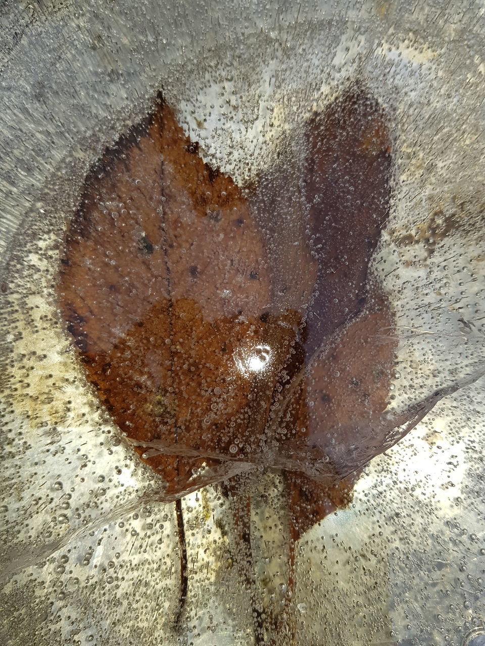 HIGH ANGLE VIEW OF LEAF IN WATER