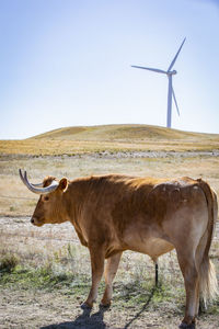 Wind turbine in colorado against blue sky with cow