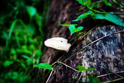 Close-up of mushroom growing on field