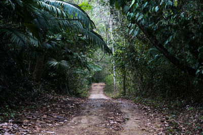 Wet trees against sky