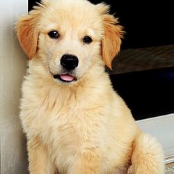 Close-up portrait of dog
