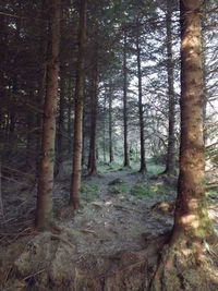 Trees in forest