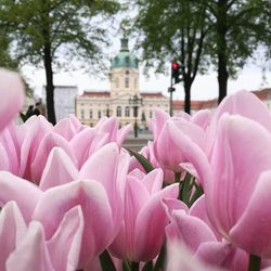 Close-up of pink flowers with charlottenburg palace in background