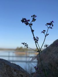 Close-up of cherry blossoms against sea