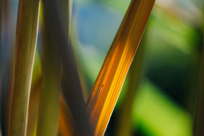 Close-up of green plant growing in garden