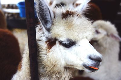 Close-up portrait of sheep