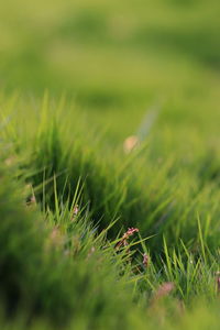 Close-up of wheat growing on field