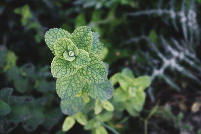 High angle view of green leaves on plant