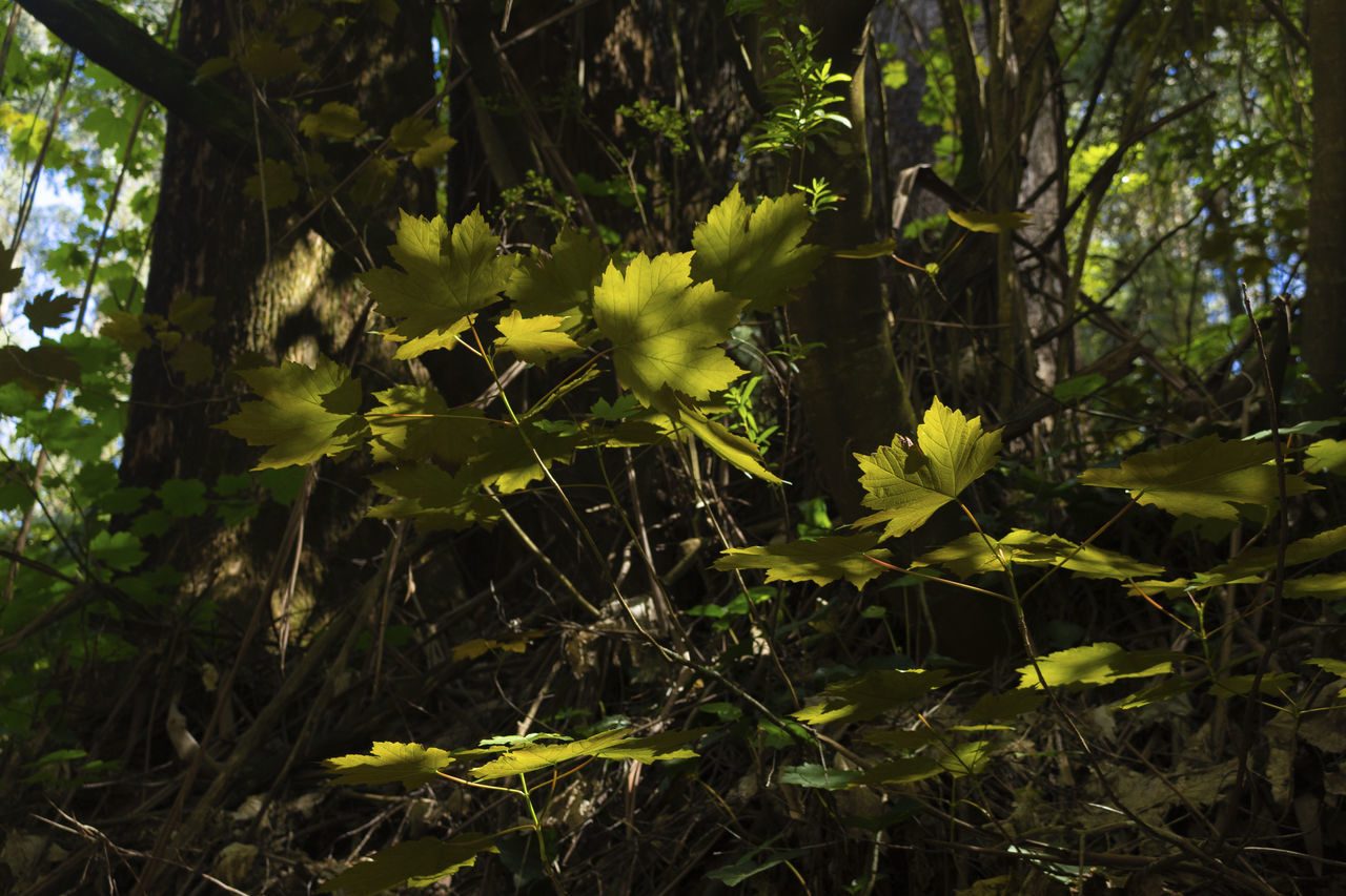 CLOSE-UP OF YELLOW FLOWERING PLANTS