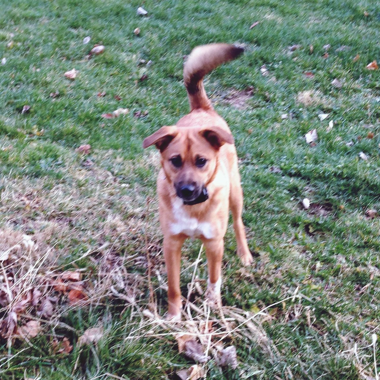 dog, pets, domestic animals, mammal, animal themes, one animal, portrait, grass, looking at camera, pet collar, high angle view, field, brown, sitting, sticking out tongue, full length, no people, loyalty, standing, puppy