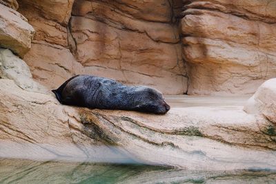 View of an animal sleeping on rock