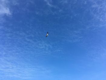 Low angle view of bird flying in sky