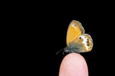 Close-up of hand holding butterfly over black background