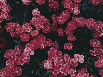 Directly above shot of pink flowering plants