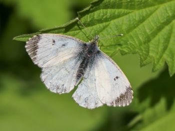 Close-up of butterfly pollinating flower