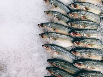 Close-up of fish on ice