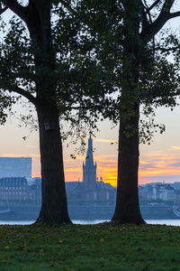 Trees in city during sunset