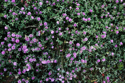 High angle view of pink flowering plants