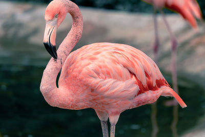 Close-up of a bird