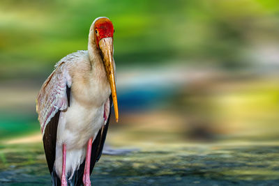 Close-up of a bird
