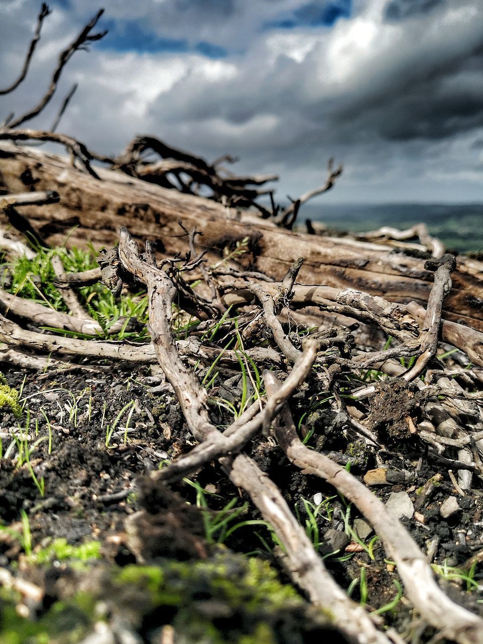 CLOSE-UP OF DRIFTWOOD ON FIELD