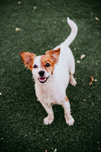 Portrait of cute jack russell dog smiling outdoors sitting on the grass, summer time