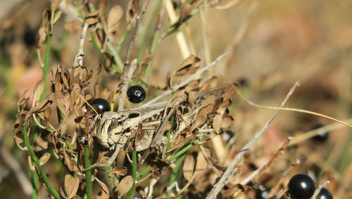 Close-up of insect on plant