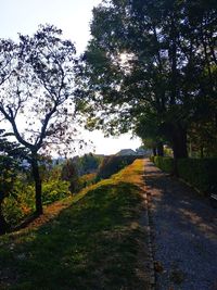 Empty road along trees and plants