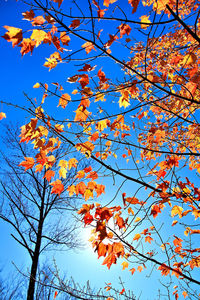 Low angle view of autumnal tree against blue sky