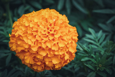 Close-up of orange marigold flower