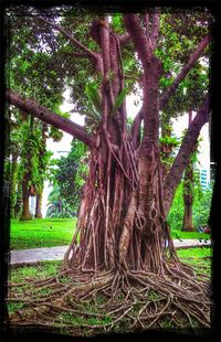 Trees growing in sunlight