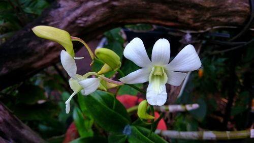 Close-up of white flowers blooming outdoors