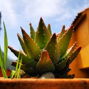 Close-up of succulent plant against sky