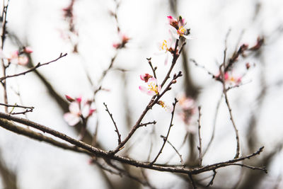 Close-up of pink almond blossom on branch