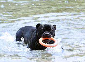 Portrait of dog in lake