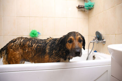 View of a dog in the bathroom