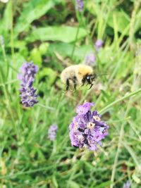 Close-up of bee pollinating on purple flower