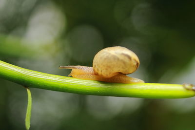 Close-up of snail on leaf