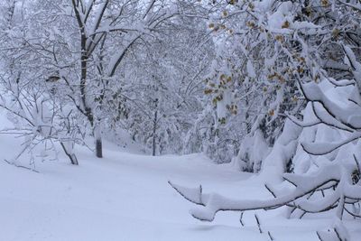 Snow covered trees on snow covered landscape