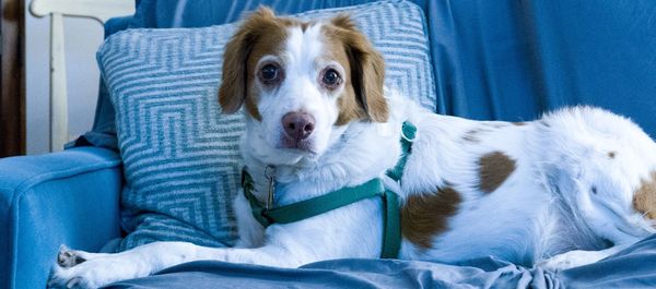 Portrait of dog sitting on sofa