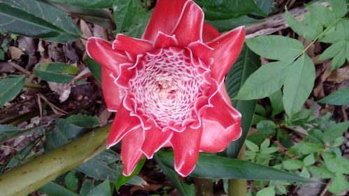 Close-up of red flower blooming outdoors